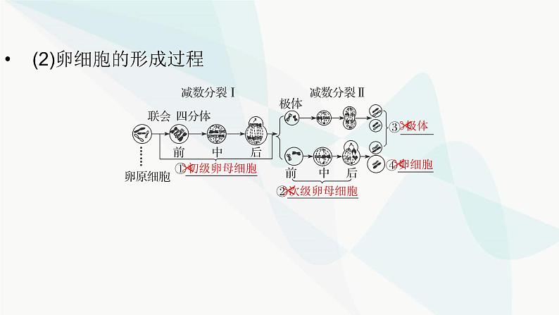 2024届人教版高考生物一轮复习减数分裂和受精作用课件（多项）第5页