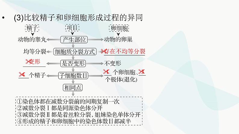 2024届人教版高考生物一轮复习减数分裂和受精作用课件（多项）第6页