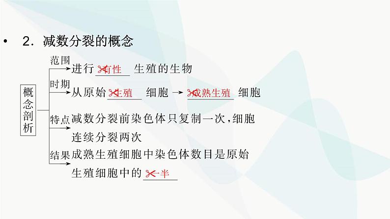 2024届人教版高考生物一轮复习减数分裂和受精作用课件（多项）第7页