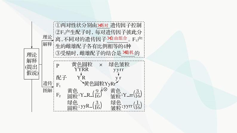 2024届人教版高考生物一轮复习基因的自由组合定律课件（多项）第4页