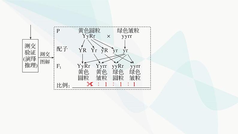 2024届人教版高考生物一轮复习基因的自由组合定律课件（多项）第5页