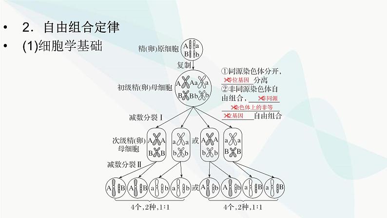 2024届人教版高考生物一轮复习基因的自由组合定律课件（多项）第7页