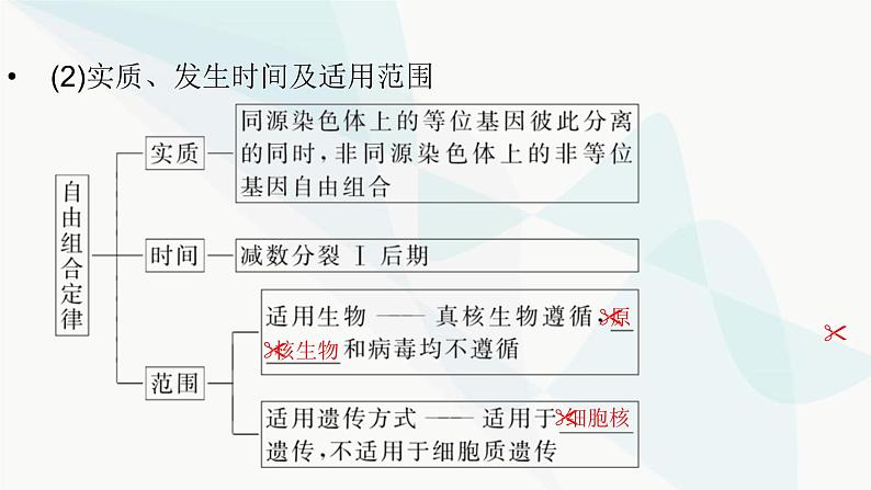 2024届人教版高考生物一轮复习基因的自由组合定律课件（多项）第8页