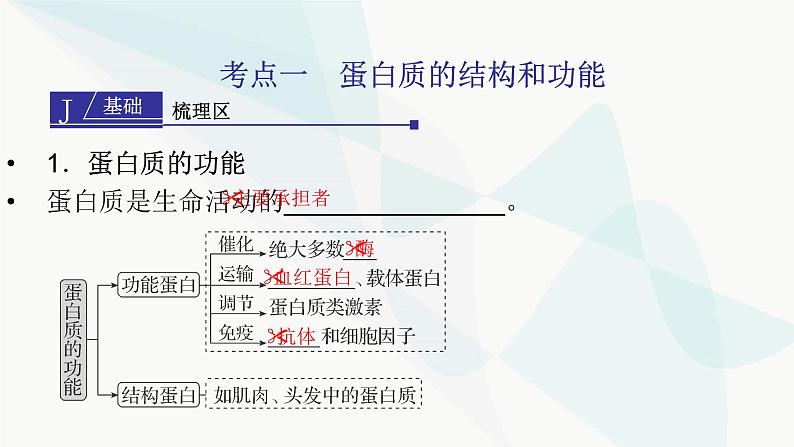 2024届人教版高考生物一轮复习蛋白质和核酸课件（多项）第3页