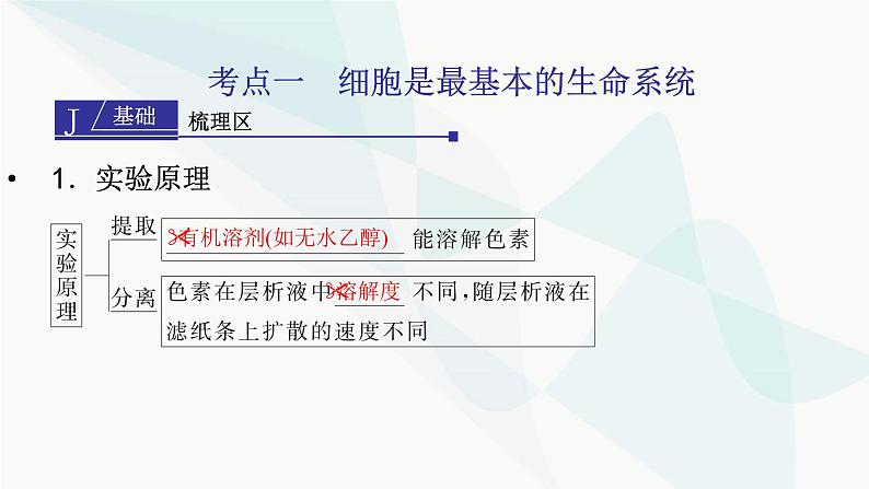 2024届人教版高考生物一轮复习捕获光能的色素、结构与基本过程课件（多项）第3页