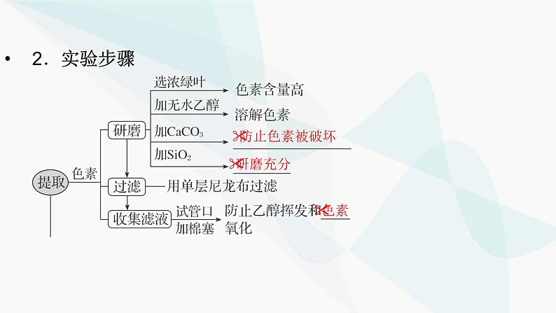 2024届人教版高考生物一轮复习捕获光能的色素、结构与基本过程课件（多项）第4页