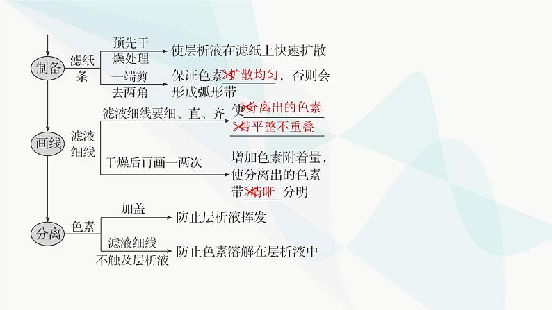 2024届人教版高考生物一轮复习捕获光能的色素、结构与基本过程课件（多项）第5页