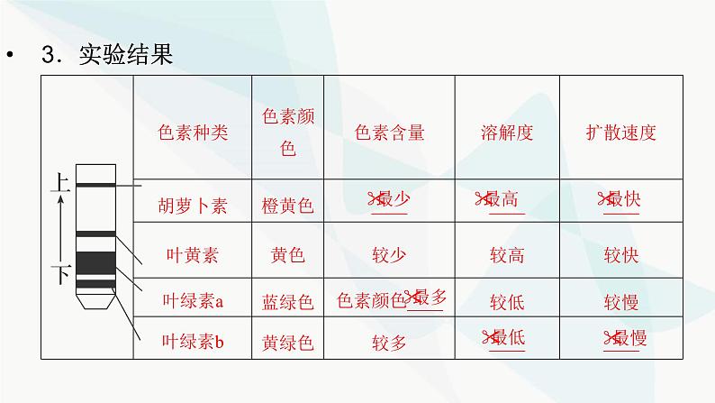 2024届人教版高考生物一轮复习捕获光能的色素、结构与基本过程课件（多项）第6页