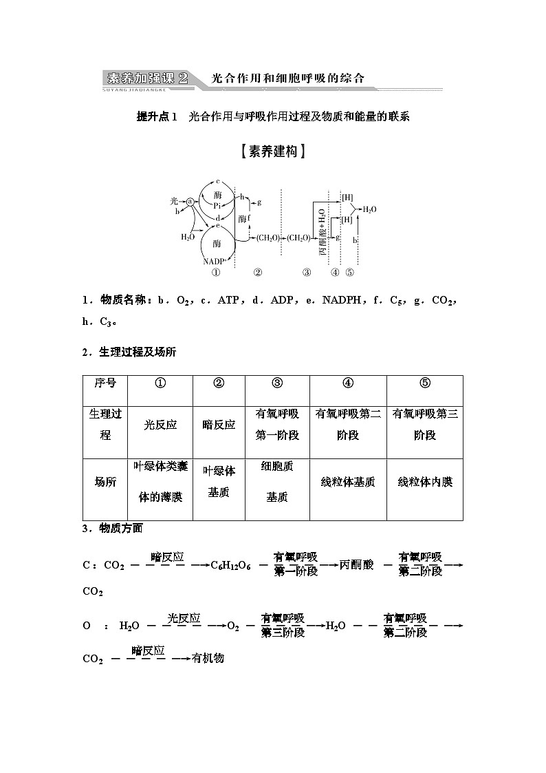 2024届人教版高中生物一轮复习素养加强课2光合作用和细胞呼吸的综合学案第1页