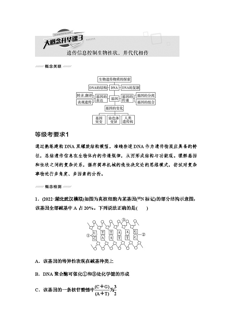 2024届人教版高中生物一轮复习大概念升华课3遗传信息控制生物性状，并代代相传学案第1页