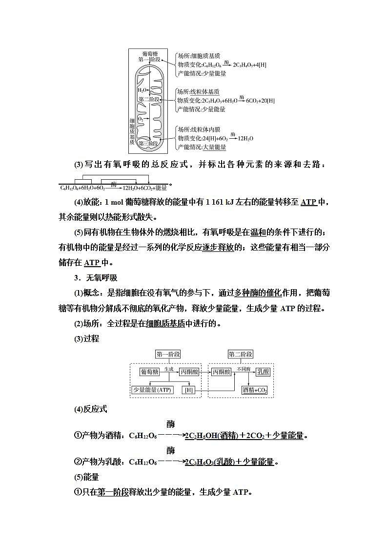 2024届人教版高中生物一轮复习细胞呼吸学案第2页