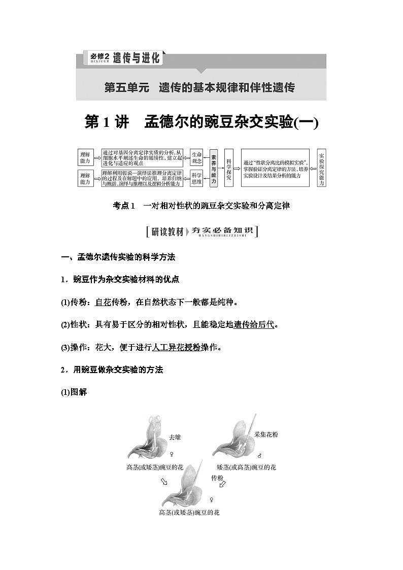 2024届人教版高中生物一轮复习孟德尔的豌豆杂交实验(一)学案第1页