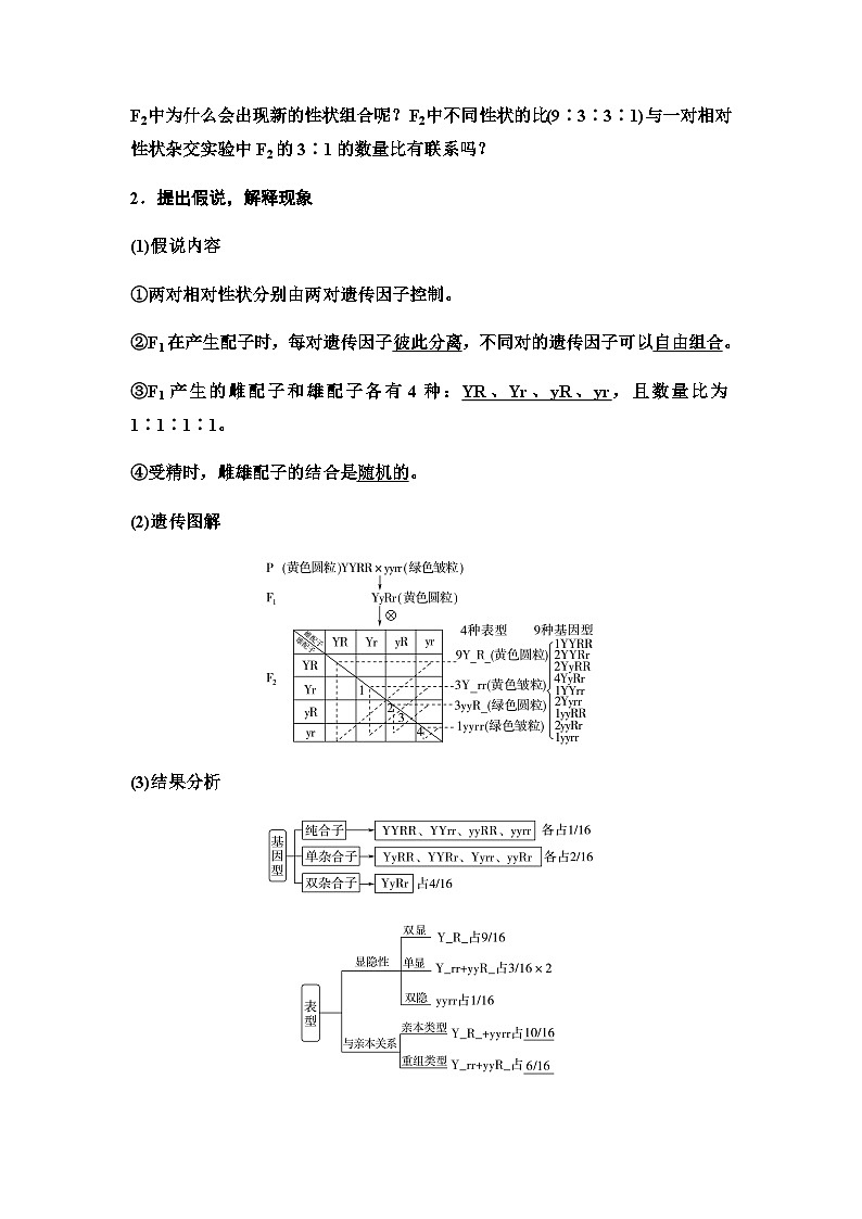 2024届人教版高中生物一轮复习孟德尔的豌豆杂交实验(二)学案第2页
