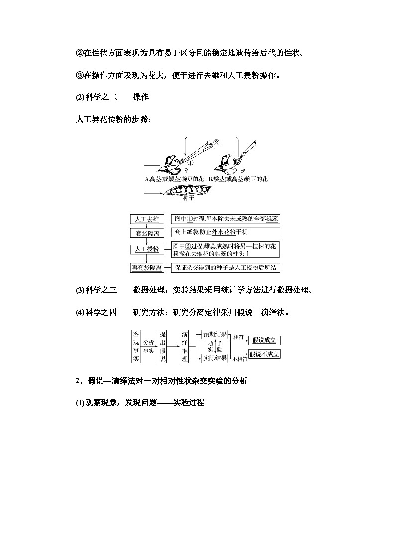 2024届人教版高中生物一轮复习孟德尔的豌豆杂交实验(一)学案 (2)第2页