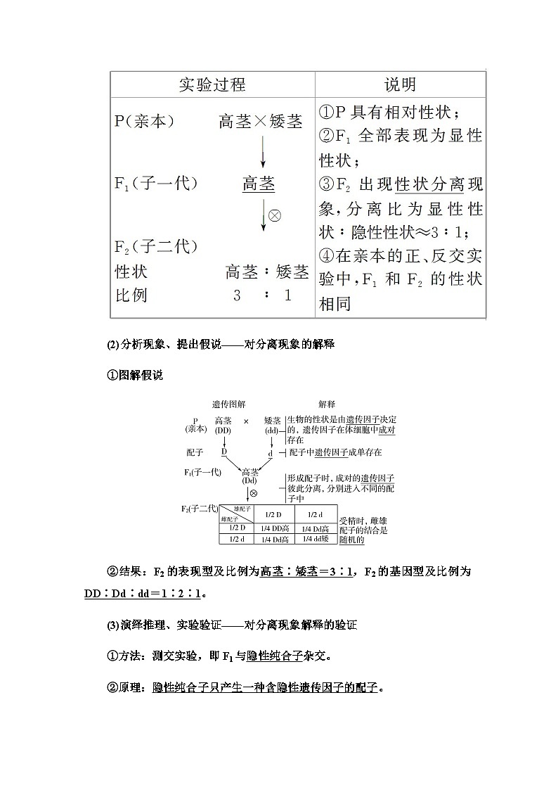 2024届人教版高中生物一轮复习孟德尔的豌豆杂交实验(一)学案 (2)第3页