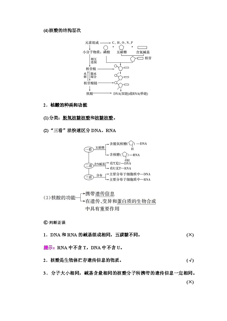 2024届人教版高中生物一轮复习核酸、糖类和脂质学案02