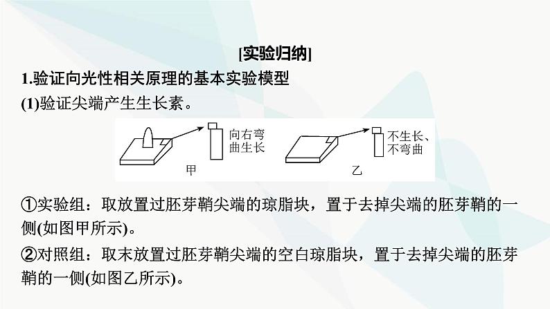 2024届人教版高考生物一轮复习实验专题3植物激素调节实验探究课件02