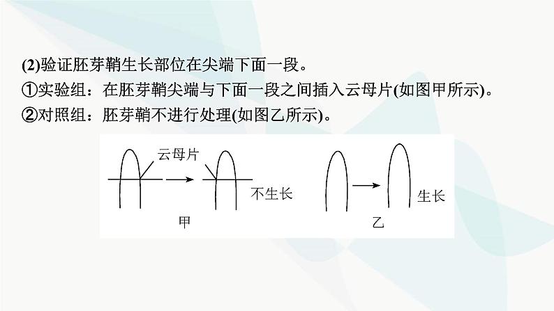 2024届人教版高考生物一轮复习实验专题3植物激素调节实验探究课件03