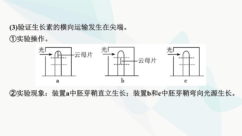 2024届人教版高考生物一轮复习实验专题3植物激素调节实验探究课件04