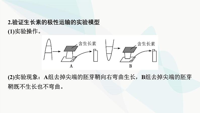 2024届人教版高考生物一轮复习实验专题3植物激素调节实验探究课件05