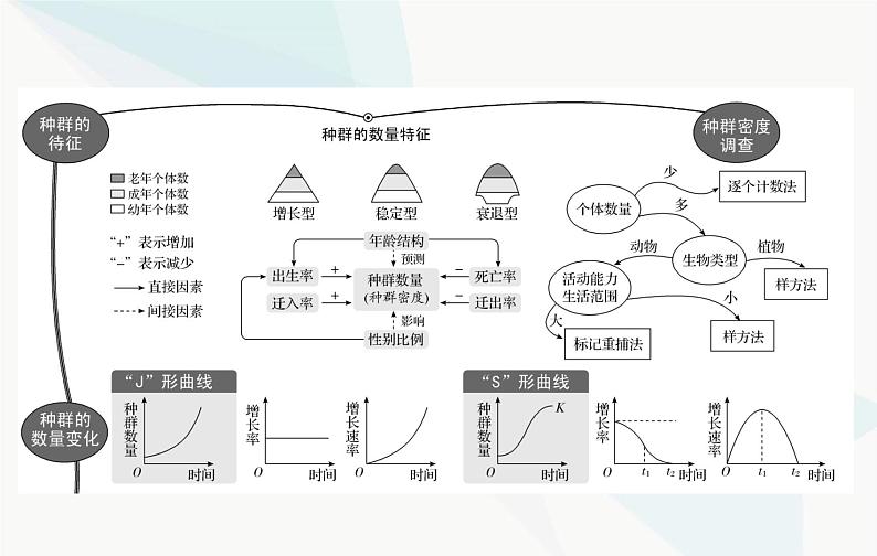 2024届人教版高考生物一轮复习种群及其动态课件（单选版）02