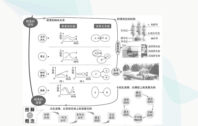 2024届人教版高考生物一轮复习种群及其动态课件（单选版）03