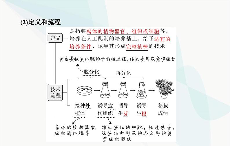 2024届人教版高考生物一轮复习植物细胞工程课件（单选版）06