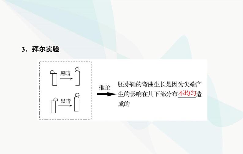 2024届人教版高考生物一轮复习植物生命活动的调节课件（单选版）06