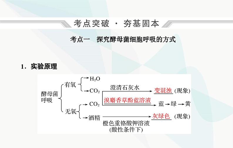 2024届人教版高考生物一轮复习细胞呼吸的原理和应用课件（单选版）04