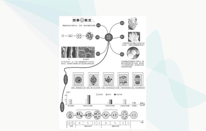 2024届人教版高考生物一轮复习细胞的增殖课件（单选版）第2页