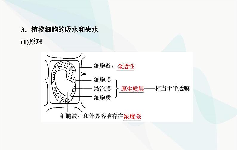 2024届人教版高考生物一轮复习细胞的物质输入和输出课件（单选版）06