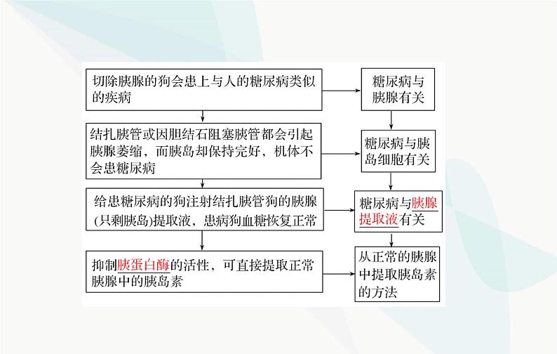 2024届人教版高考生物一轮复习体液调节课件（单选版）第8页