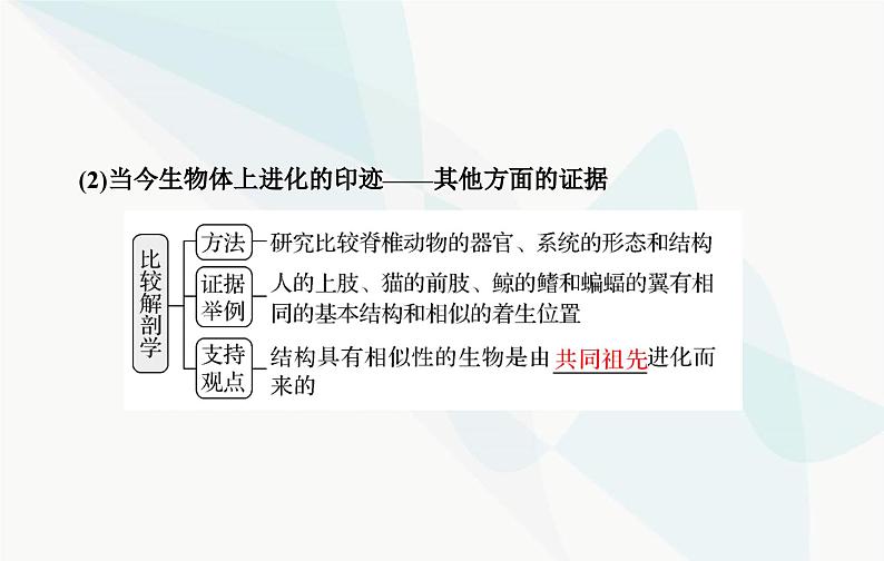 2024届人教版高考生物一轮复习生物的进化课件（单选版）06