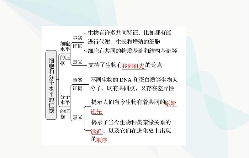 2024届人教版高考生物一轮复习生物的进化课件（单选版）08