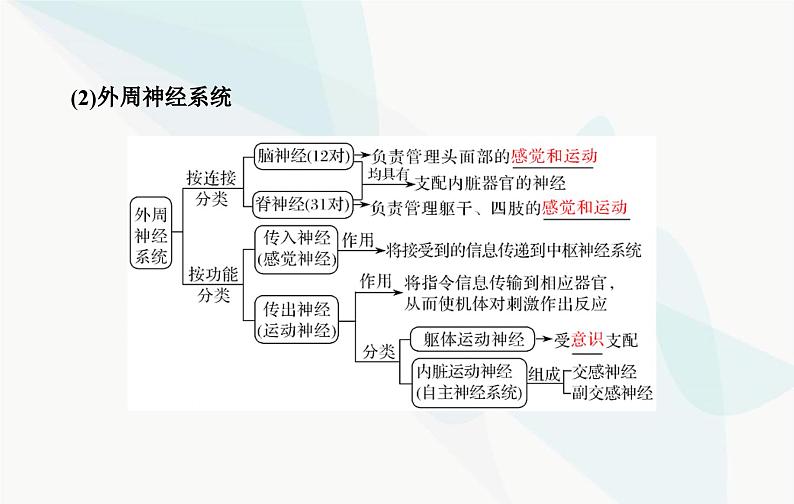2024届人教版高考生物一轮复习神经调节课件（单选版）第5页