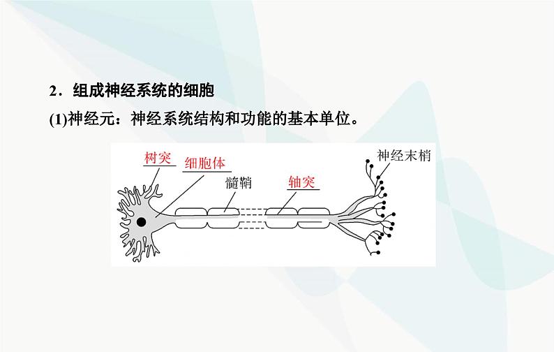 2024届人教版高考生物一轮复习神经调节课件（单选版）第7页