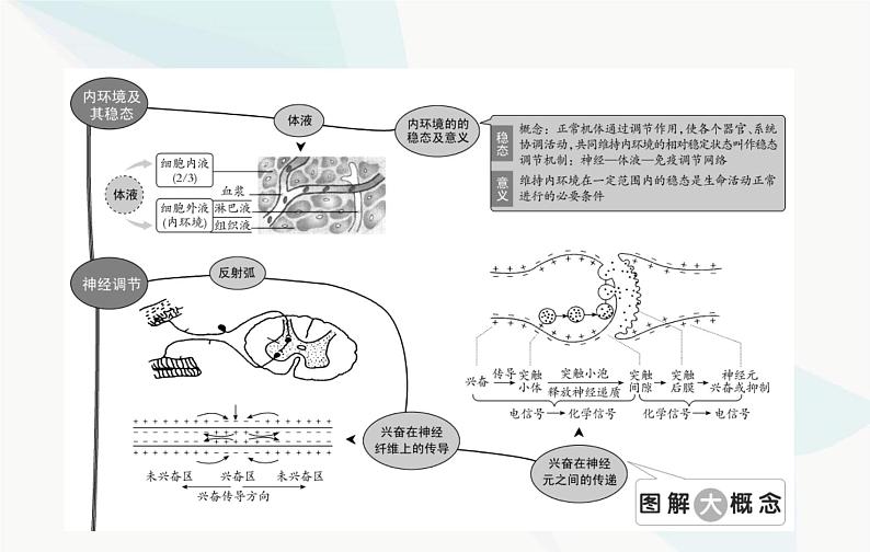 2024届人教版高考生物一轮复习人体的内环境与稳态课件（单选版）第2页