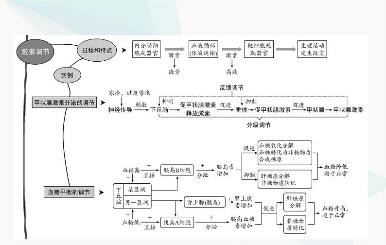 2024届人教版高考生物一轮复习人体的内环境与稳态课件（单选版）第3页