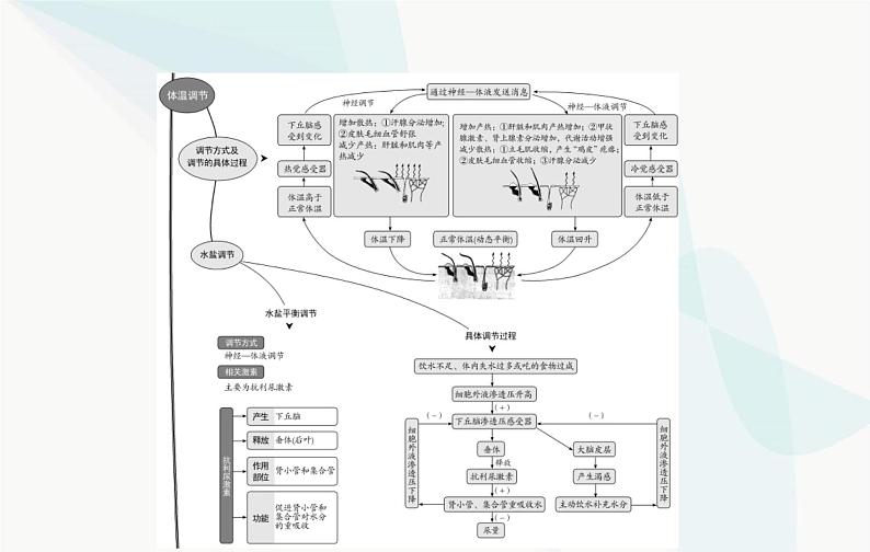 2024届人教版高考生物一轮复习人体的内环境与稳态课件（单选版）第4页