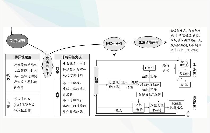 2024届人教版高考生物一轮复习人体的内环境与稳态课件（单选版）第5页