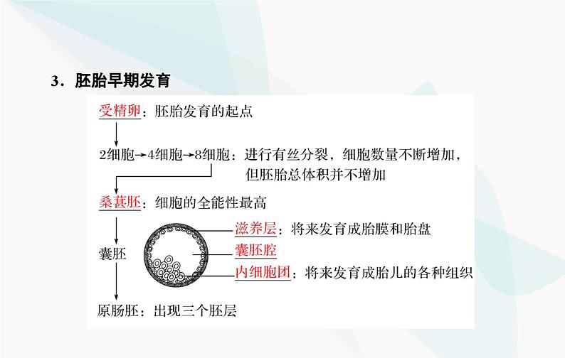 2024届人教版高考生物一轮复习胚胎工程课件（单选版）第6页