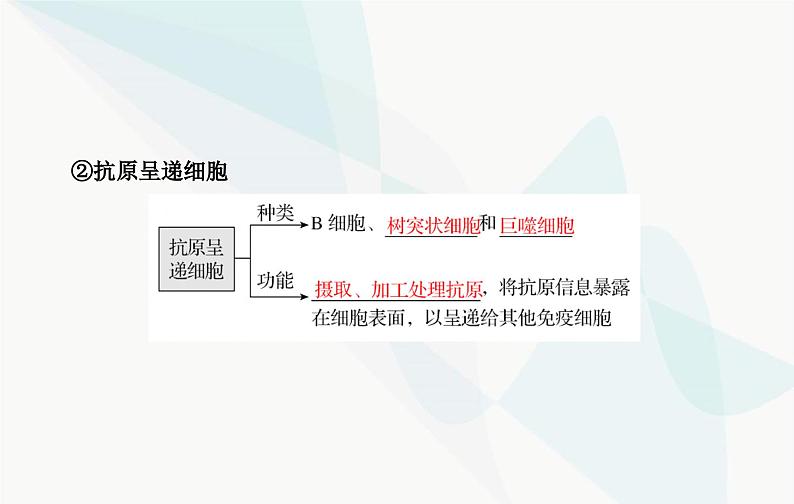 2024届人教版高考生物一轮复习免疫调节课件（单选版）第7页
