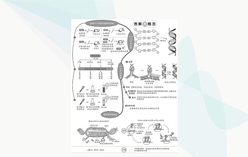 2024届人教版高考生物一轮复习DNA是主要的遗传物质课件（单选版）第2页