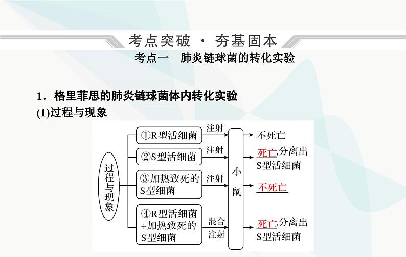 2024届人教版高考生物一轮复习DNA是主要的遗传物质课件（单选版）第5页