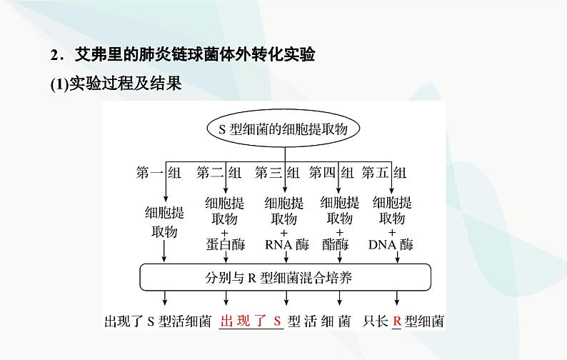 2024届人教版高考生物一轮复习DNA是主要的遗传物质课件（单选版）第8页