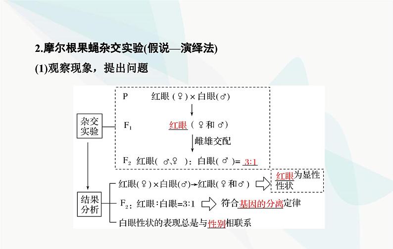 2024届人教版高考生物一轮复习伴性遗传和人类遗传病课件（单选版）第6页