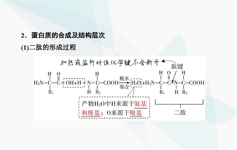 2024届人教版高考生物一轮复习蛋白质和核酸课件（单选版）第5页