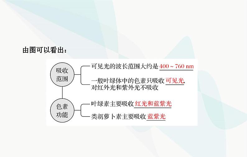 2024届人教版高考生物一轮复习光合作用和能量转化课件（单选版）08