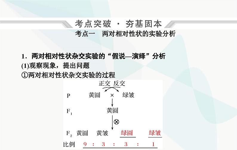 2024届人教版高考生物一轮复习基因的自由组合定律课件（单选版）04