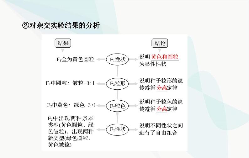 2024届人教版高考生物一轮复习基因的自由组合定律课件（单选版）05